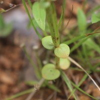 Canscora heteroclita (L.) Gilg